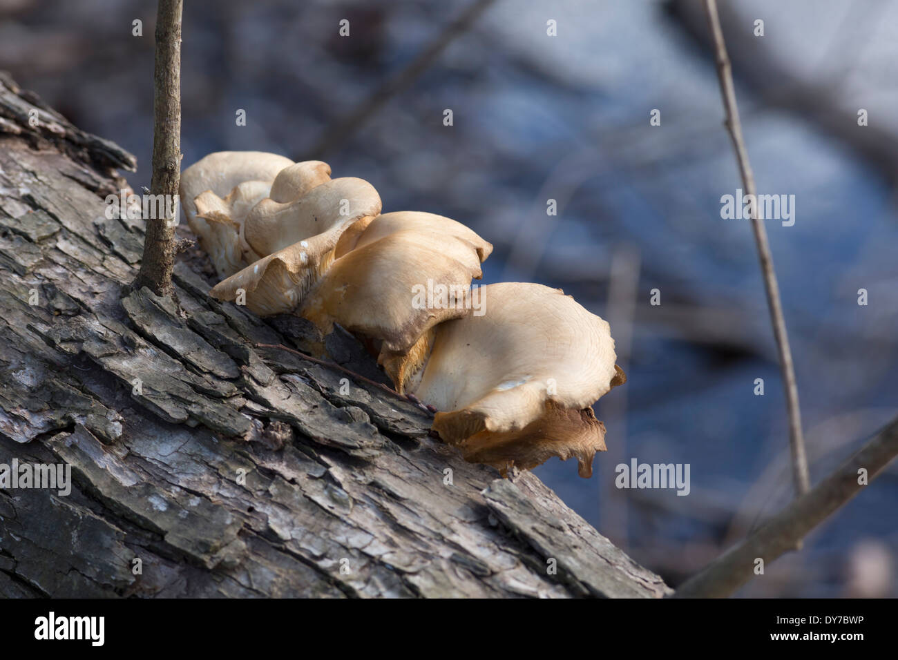 Oyster mushrooms, Pleurotus on a fallen log in Brazos Bend State Park, Texas Stock Photo