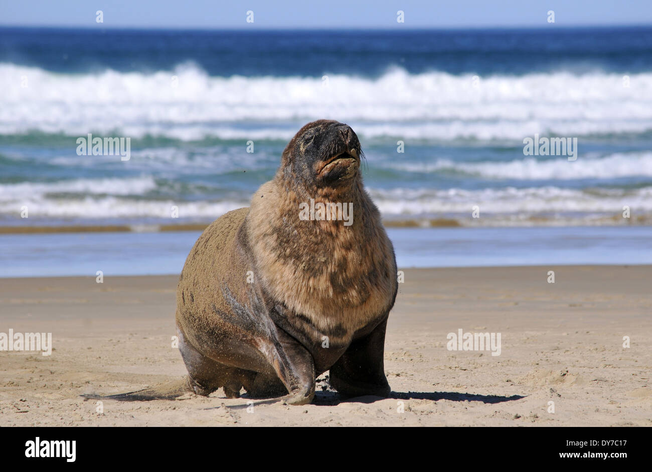 Endemic Hooker's sea lion, Phocarctos hookeri, one of the world's rarest species of sea lions, Catlins coast, New Zealand Stock Photo