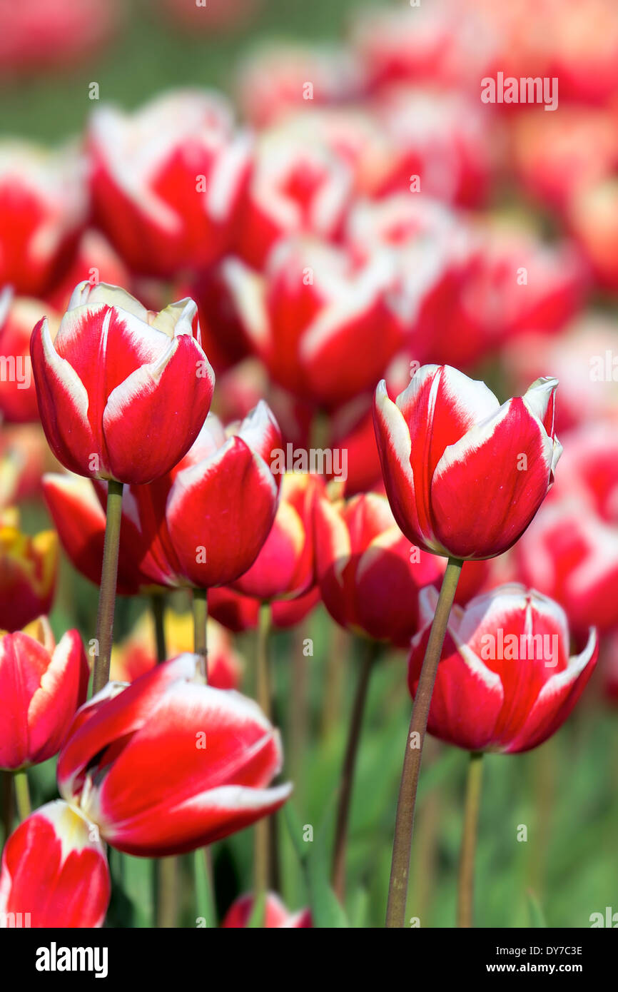 Red and White Color Tulips Flowers in Bloom at Tulip Farm in Spring Season Closeup Stock Photo