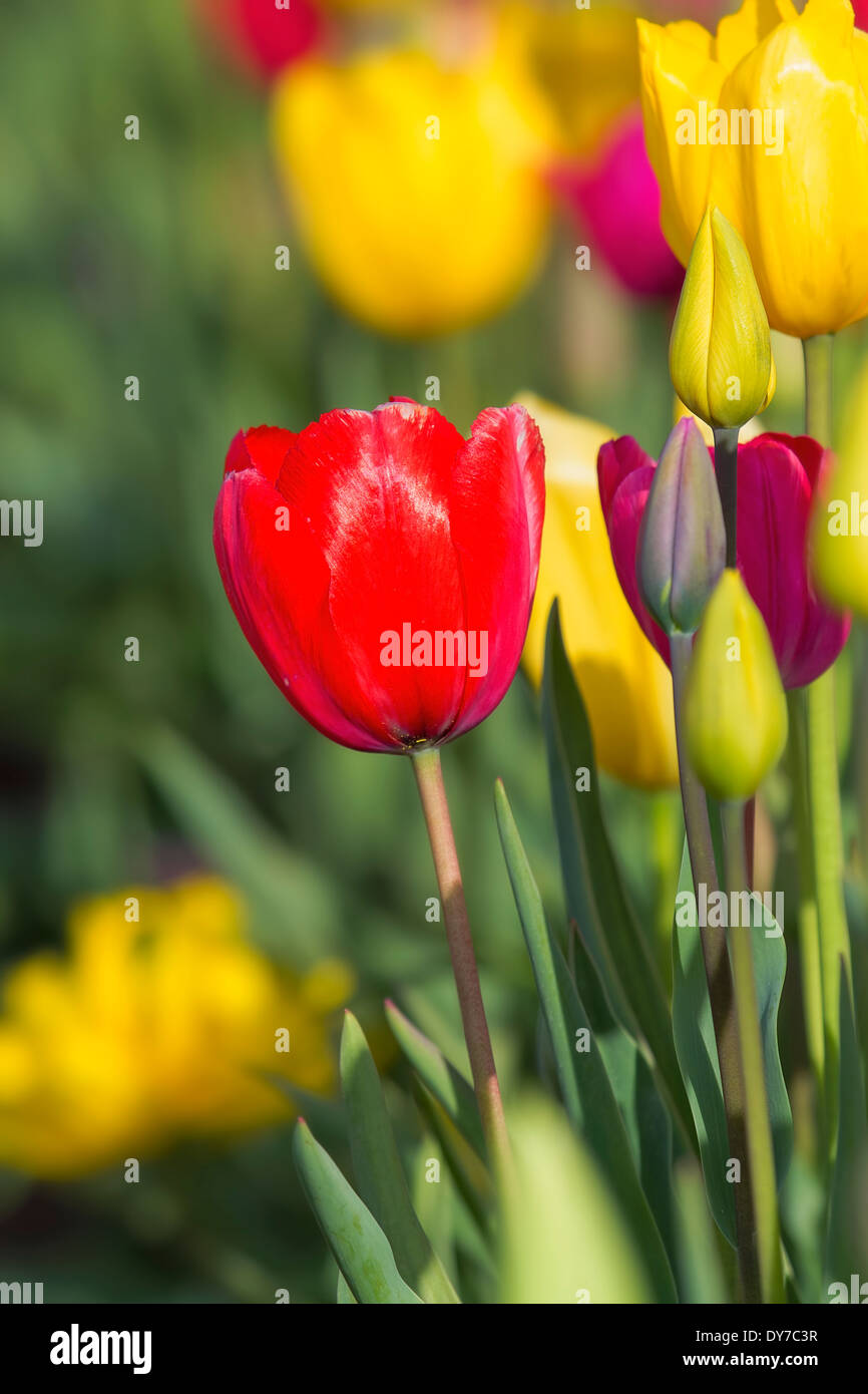 Red Tulip Flower in Focus with Blurred Background of Colorful Tulips in Field Blooming During Spring Season Closeup Stock Photo