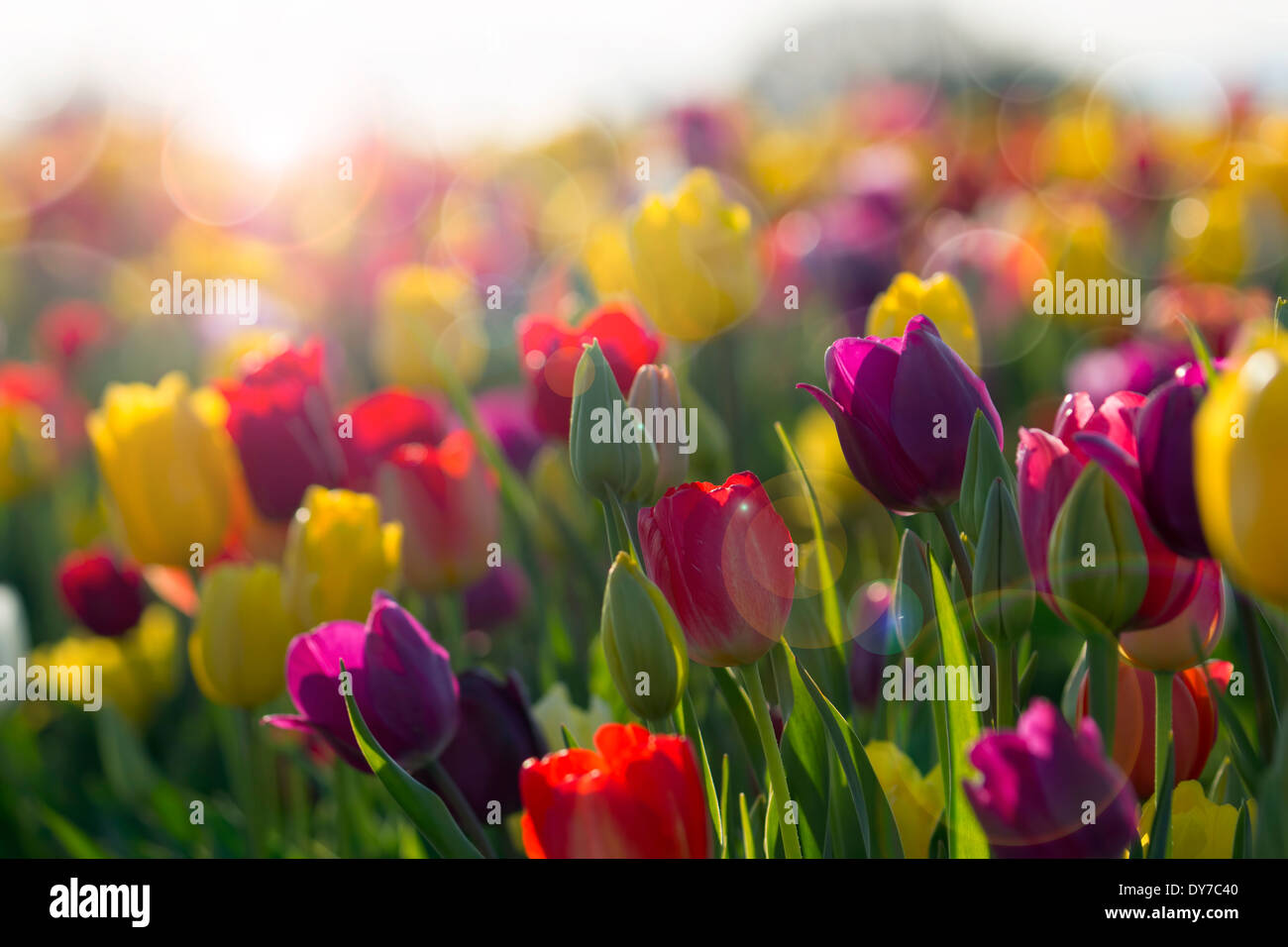 Field of Colorful Tulip Flowers in Bloom with Sun Flares and Bokeh Stock Photo