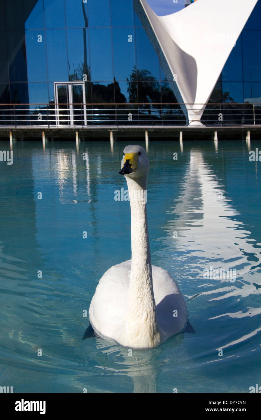 Swan outside Oceanografic pavilion at the Arts and Science park Valencia Spain EU Stock Photo