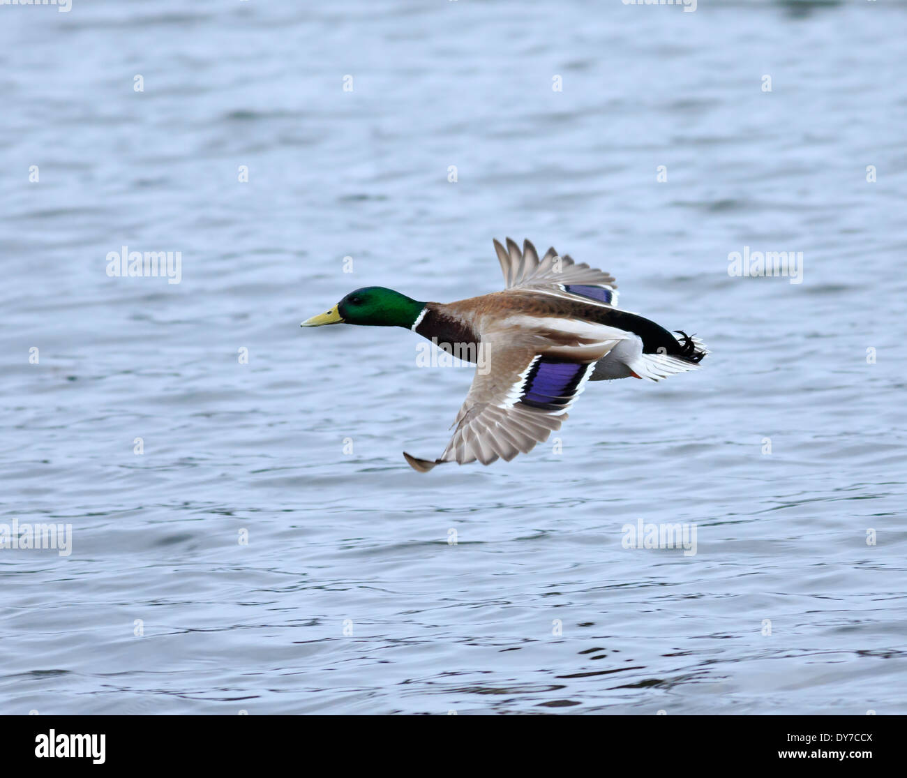 Mallard duck, Anas platyrhynchos. Male in flight at Esquimalt Lagoon, Vancouver Island Stock Photo