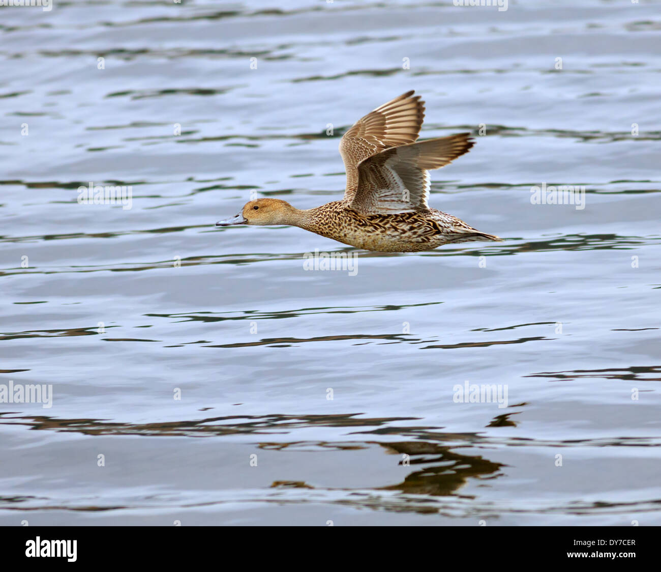 Northern Pintail Duck, Anas acuta. Female in flight at Esquimalt Lagoon, Vancouver Island, in spring Stock Photo