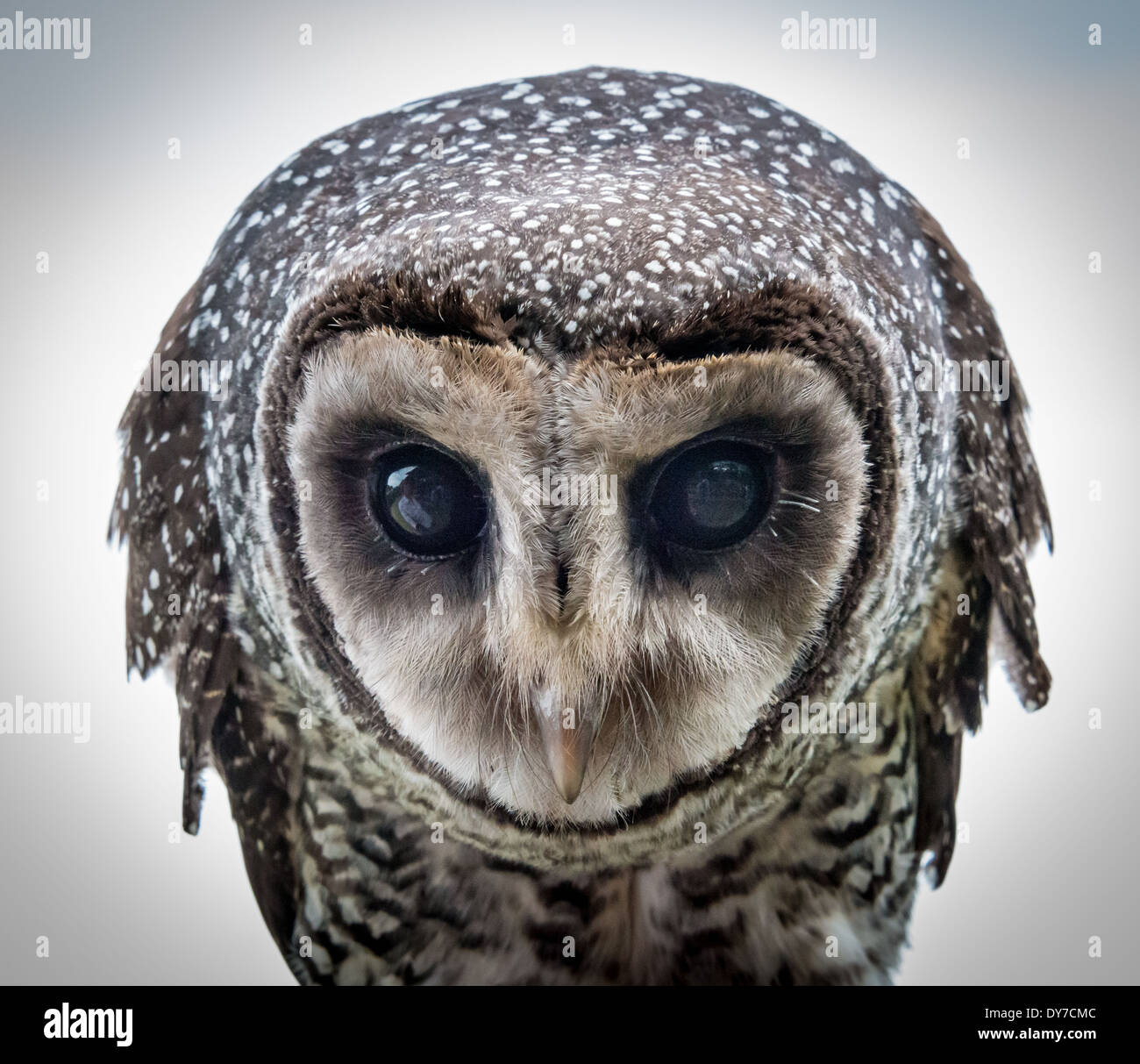 Sooty owl staring at camera Stock Photo 68390460 Alamy