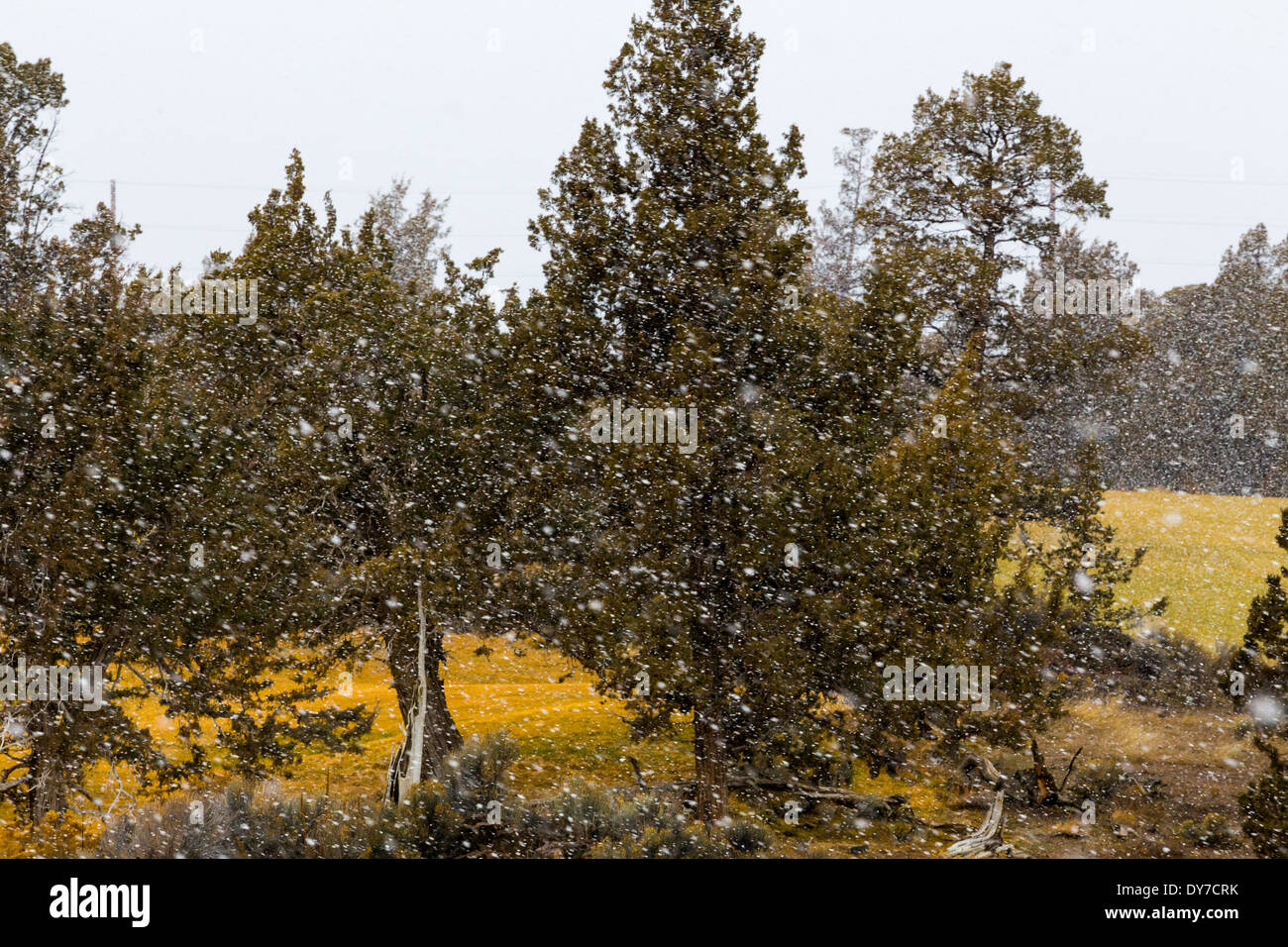 Snow falling in front of some pine trees in this incelement blizzard winter weather abstract. Stock Photo