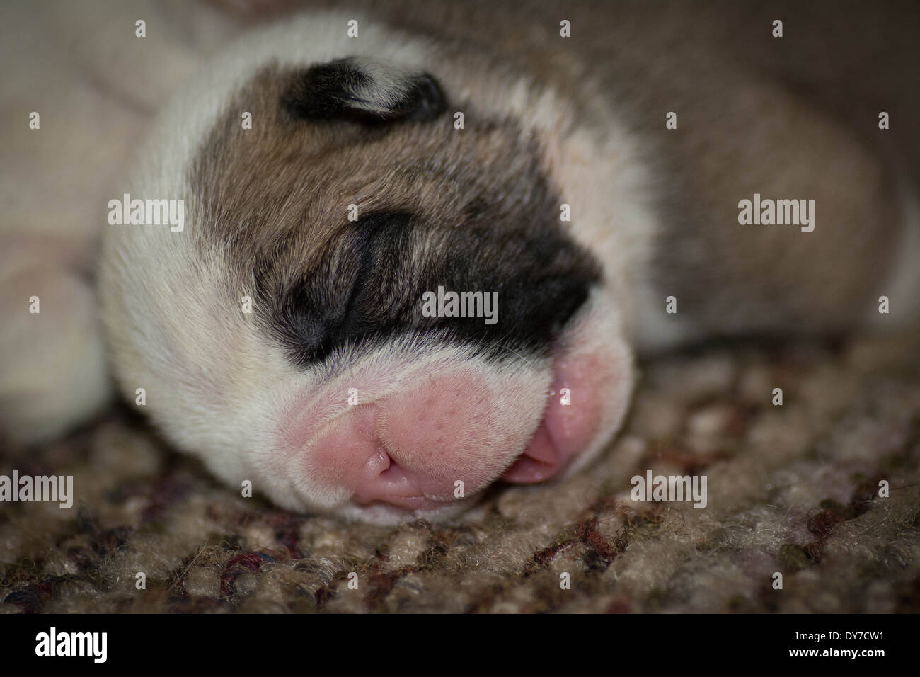 newborn english bulldog