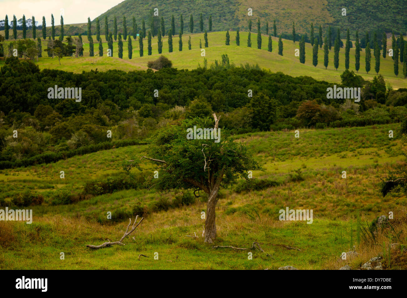 Nz09uk014 hires stock photography and images Alamy