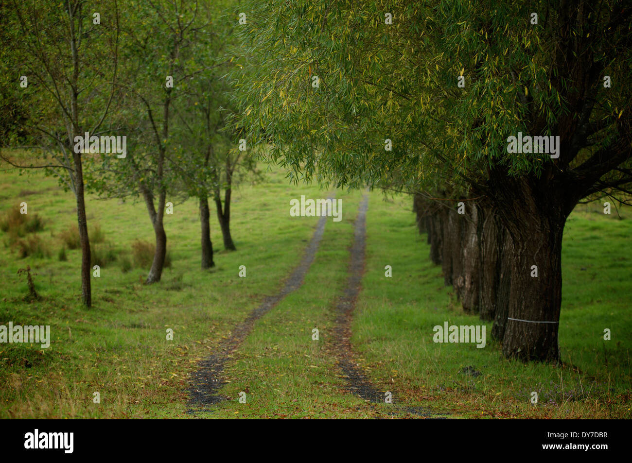 New trees planted rural hi-res stock photography and images - Alamy