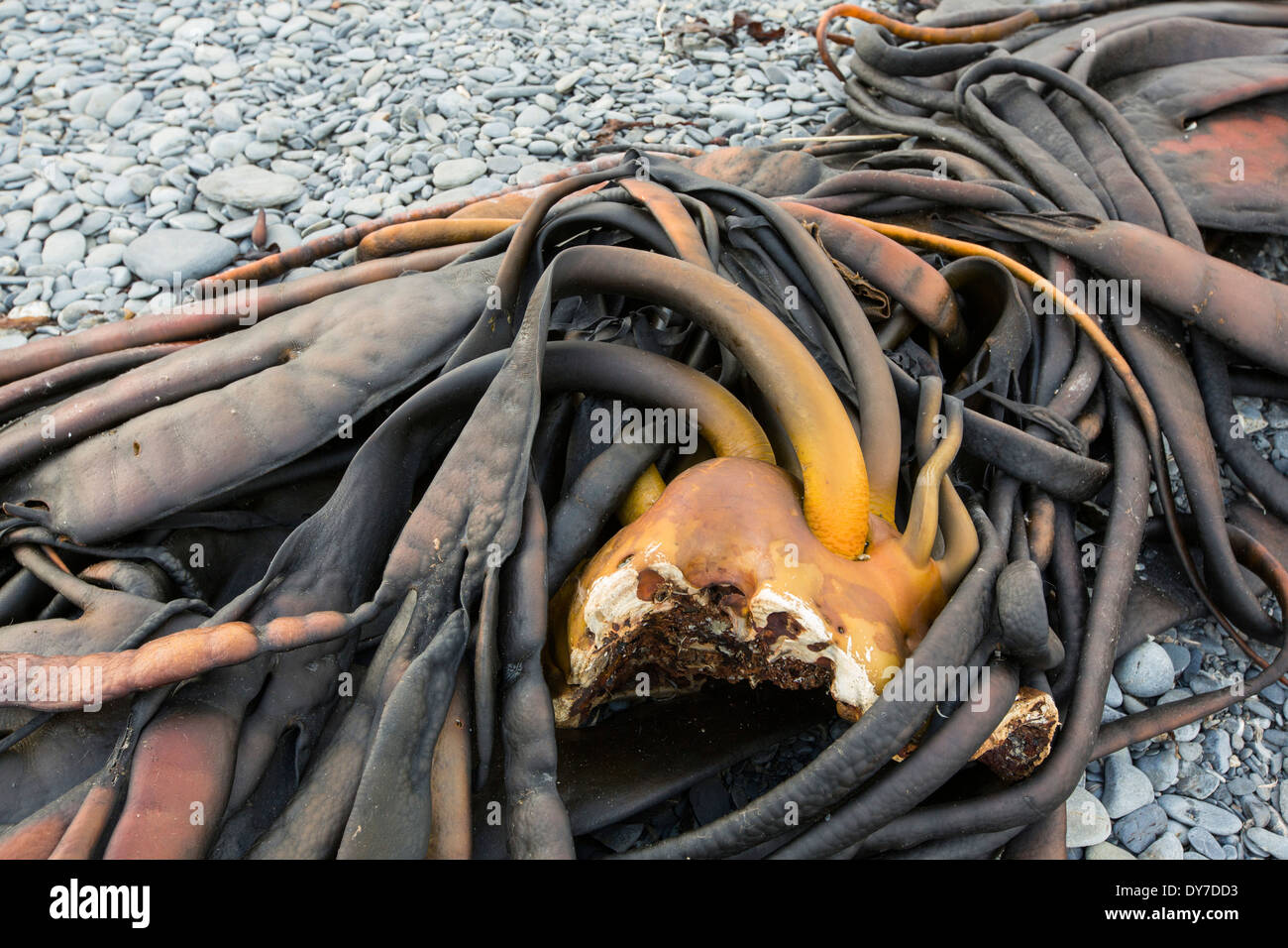 A holdfast on seaweed which anchors the plant to the seabed on South Georgia in the Southern Ocean. Stock Photo