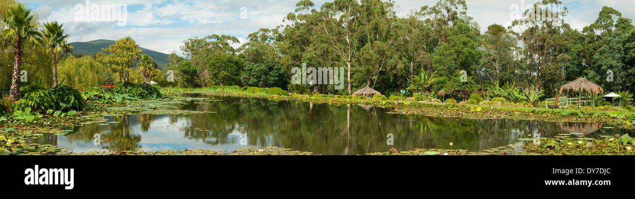Blue Lotus Water Gardens Panorama, Yarra Junction, Victoria, Australia Stock Photo