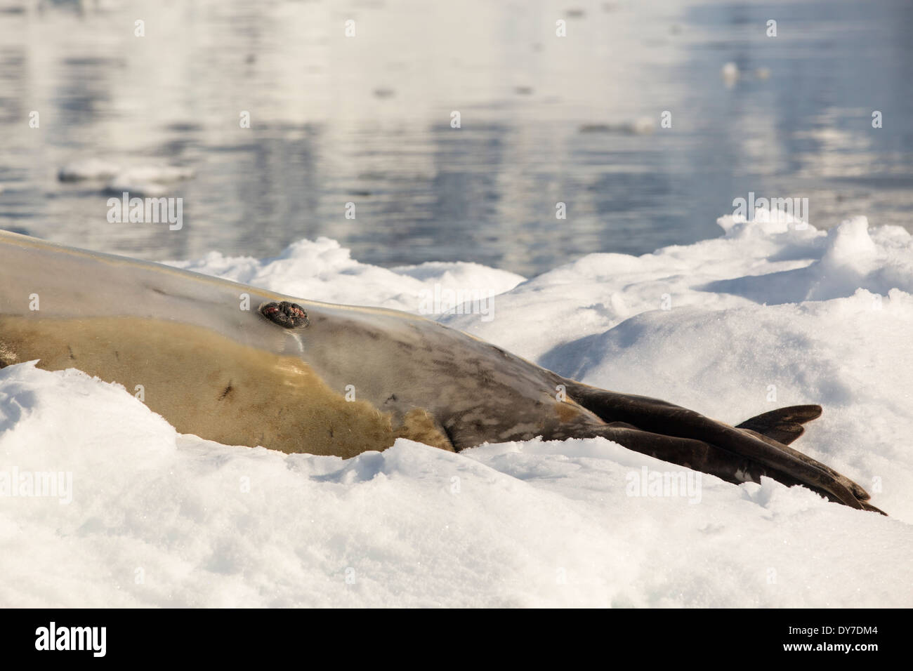 A male Leopard Seal (Hydrurga leptonyx) hauled out on an iceberg in the Drygalski Fjord, Antarctic Peninsular. Stock Photo