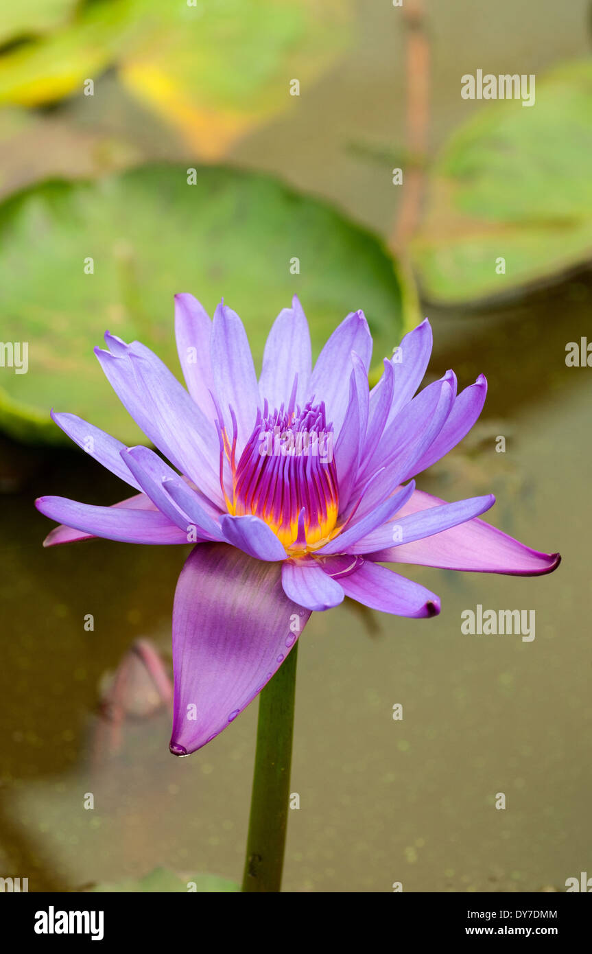 Tropical water lily hires stock photography and images Alamy