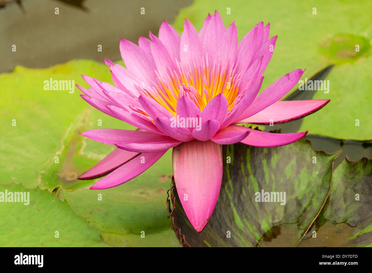 Nymphaea Edie's Choice, Pink Tropical Water Lily Stock Photo