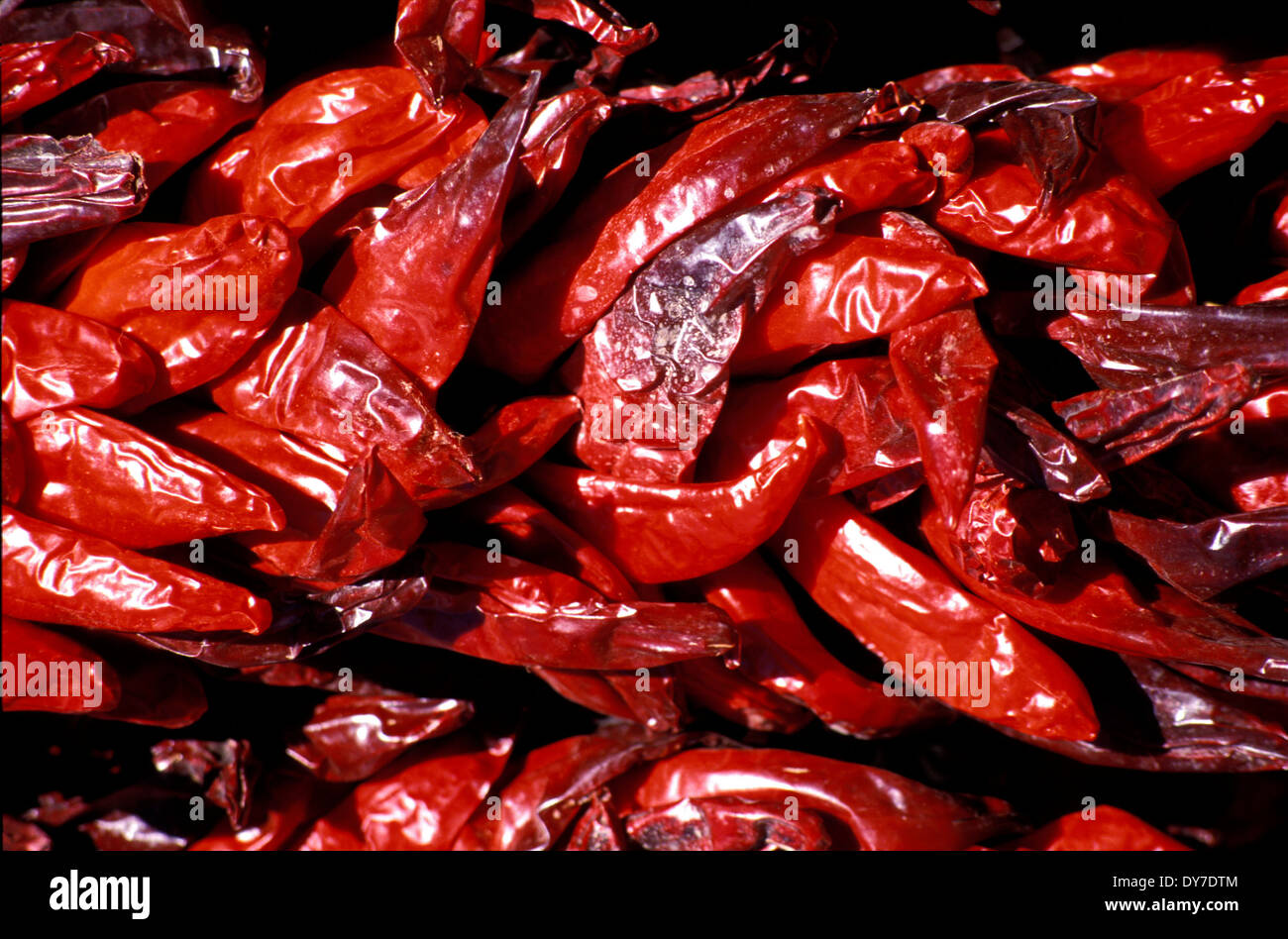 Chilli ( chile ) peppers in Santa Fe, New Mexico, USA Stock Photo