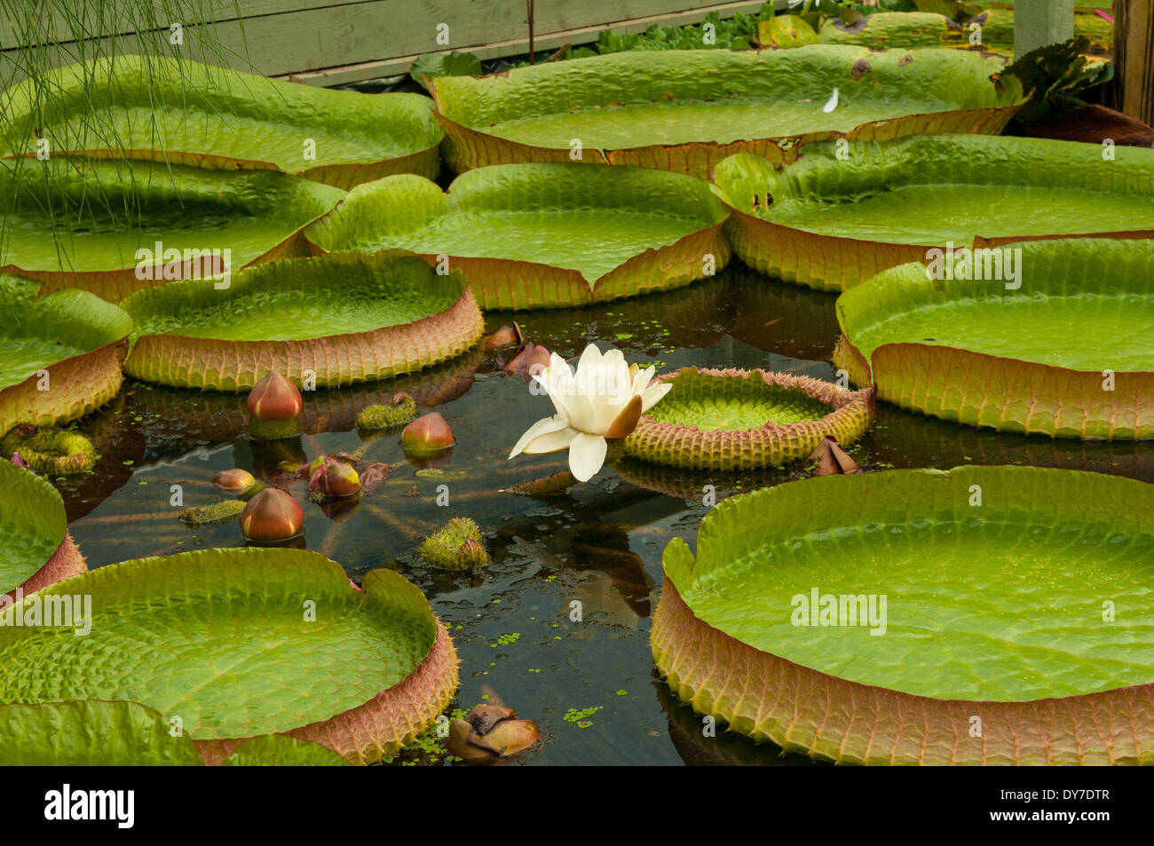 Giant Victoria Amazonia Lily Stock Photo