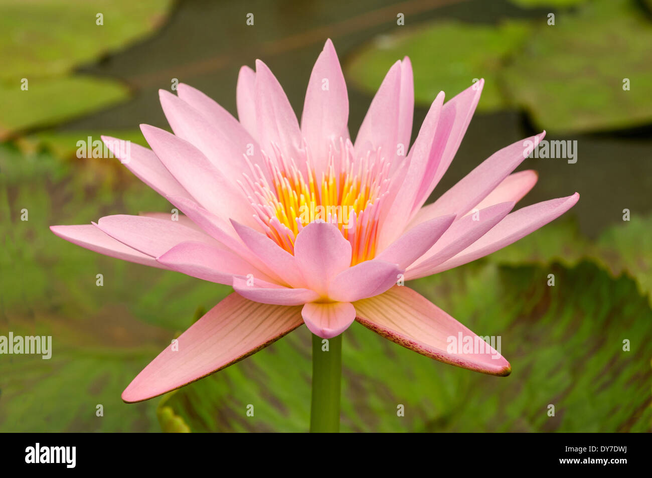 Nymphaea Noelene, Pink Tropical Water Lily Stock Photo