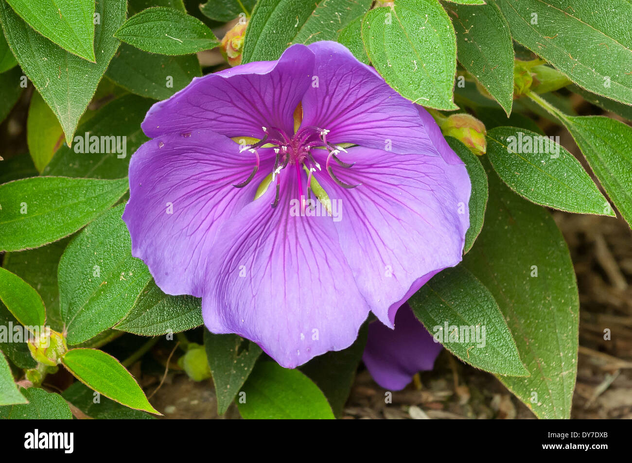 Tibouchina semidecandra, Purple Tibouchina Stock Photo