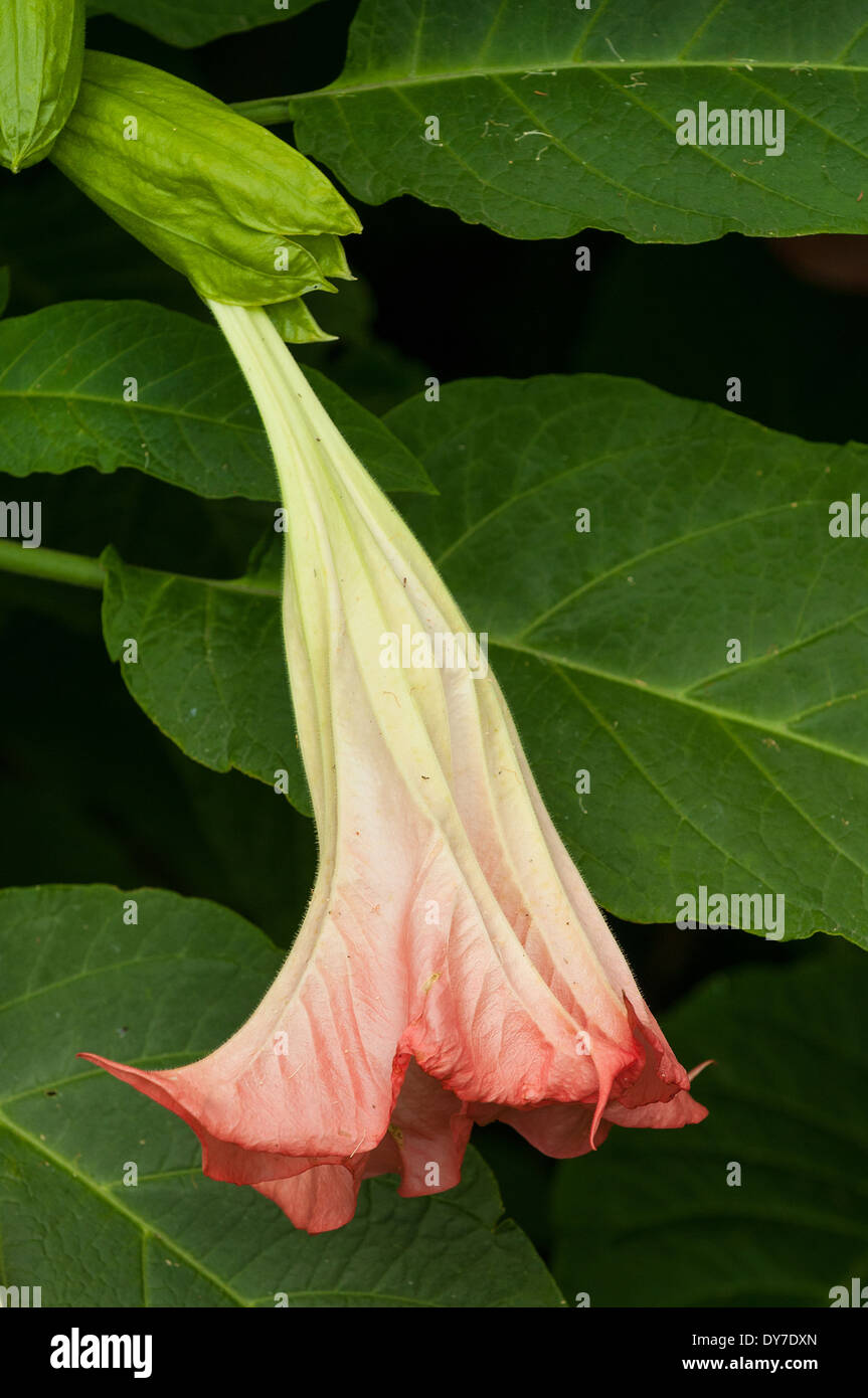 Brugmansia suaveolens, Pink Angel's Trumpet Stock Photo