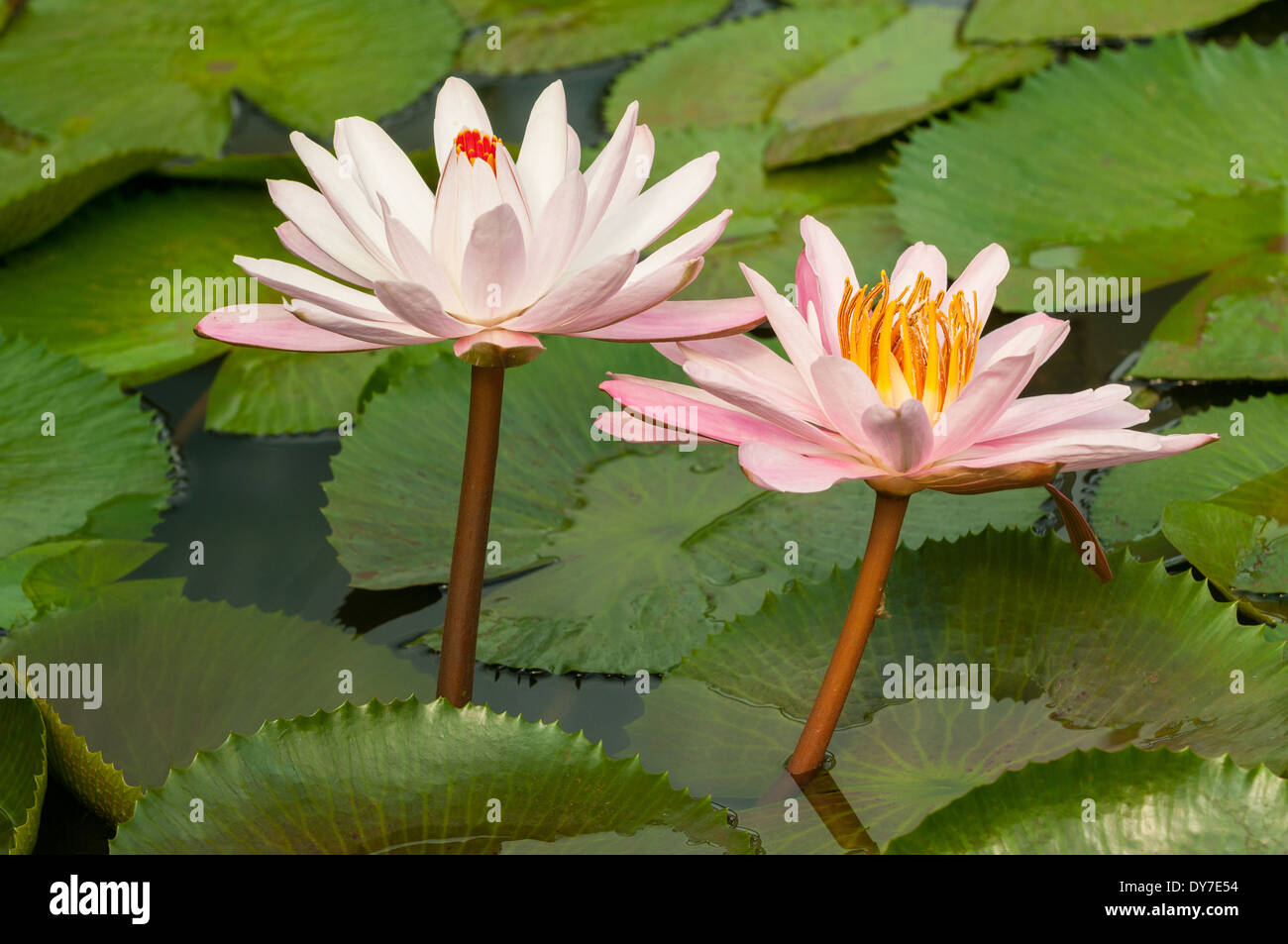 Nymphaea nouchali, Pink Water Lilies Stock Photo