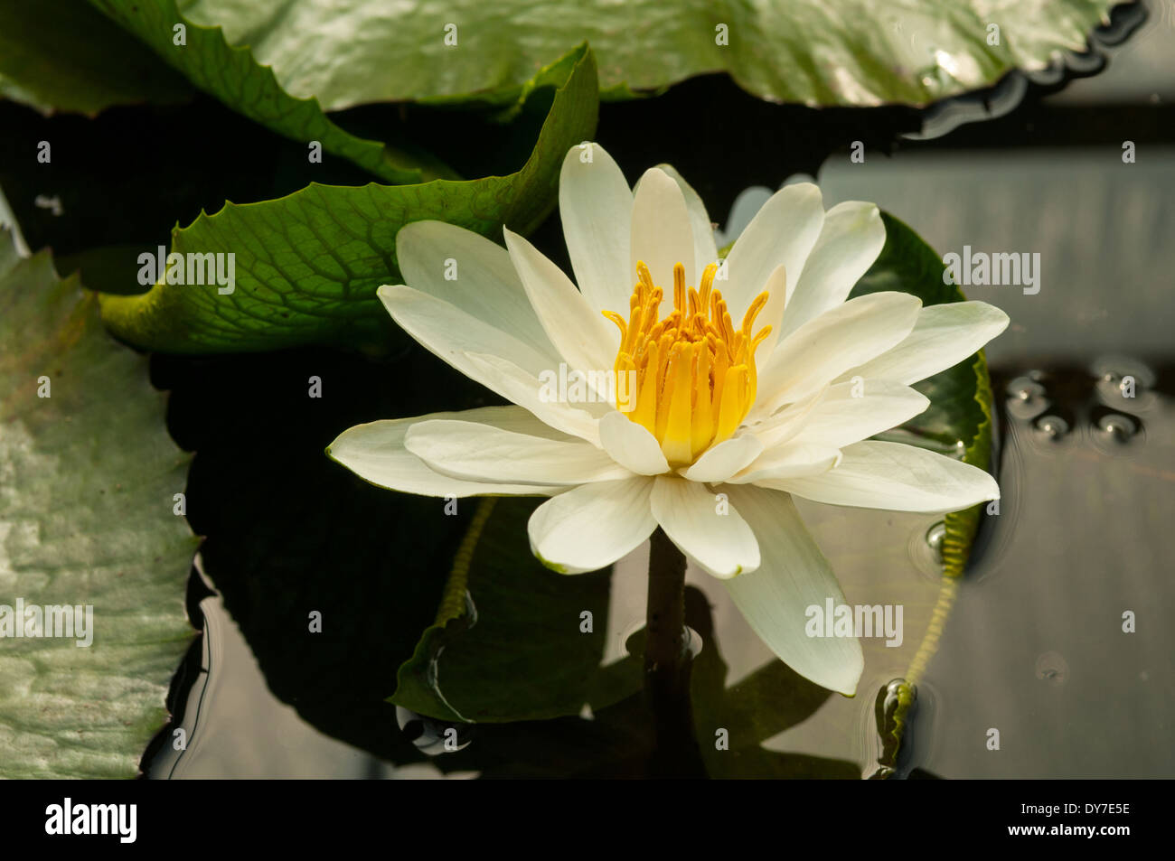 Nymphaea alba, White Tropical Water Lily Stock Photo