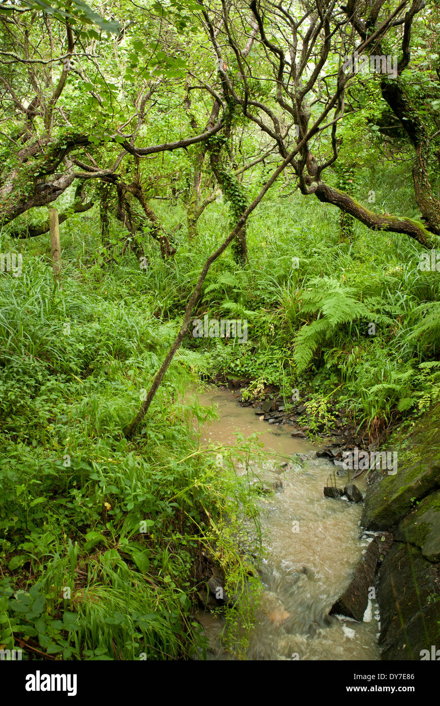 A Stream flows through a small wood in Cornwall Stock Photo