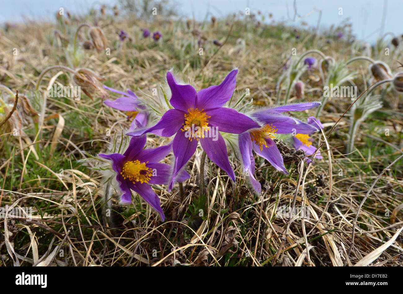 (FILE) The file photo dated 28 March 2014 shows the purple blossoms of the common pasque flower (Pulsatilla vulgaris) on the former death strip at today's border between the German states of Thuringia and Bavaria near Milz, Germany. The former GDR border area now is a 1,400 km long 'Green Ribbon' that reaches from the Baltic Sea to the Voigtland region with more than 100 different types of biotopes. Photo: Martin Schutt/dpa Stock Photo