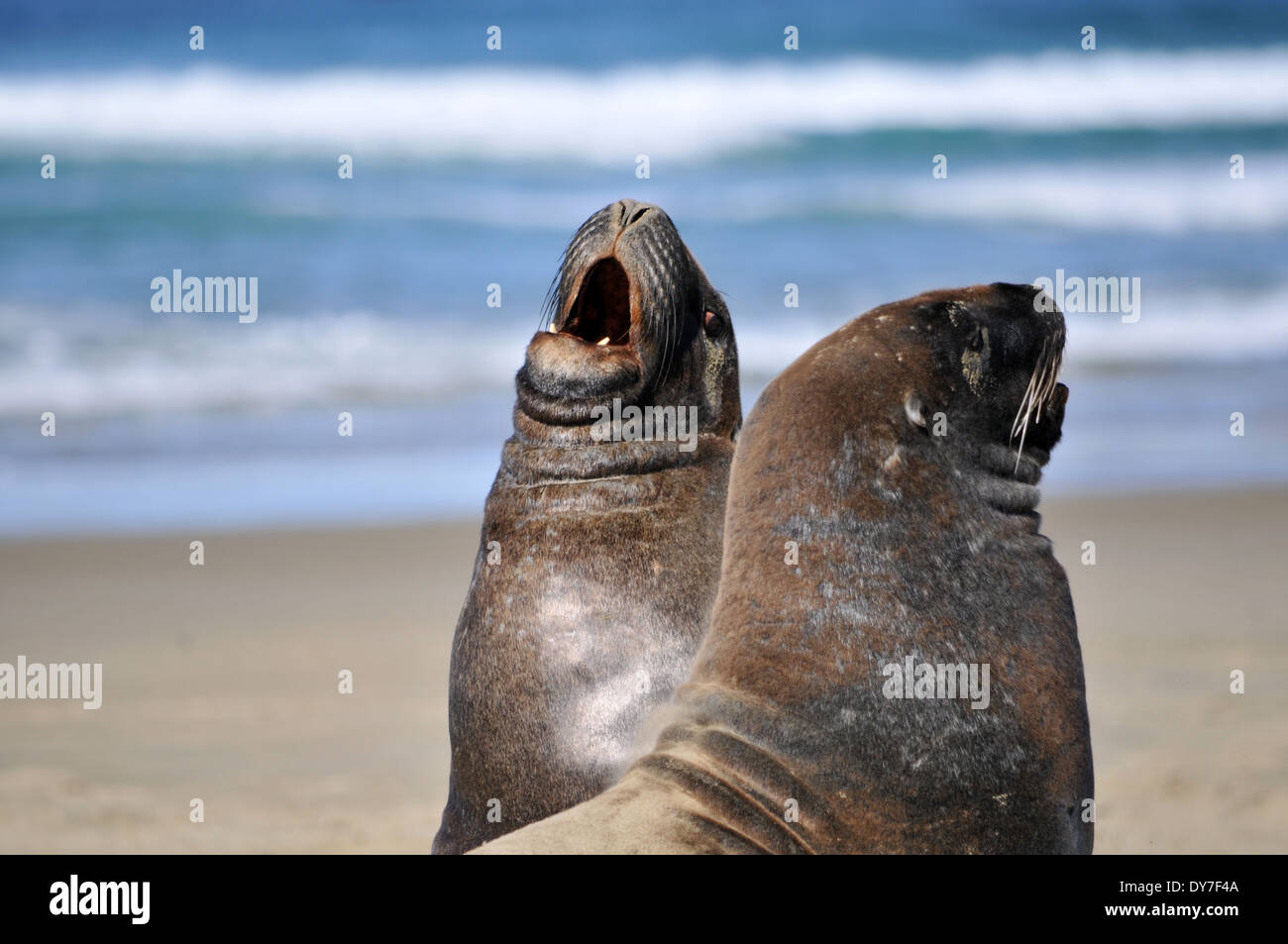 Endemic Hooker's sea lions, Phocarctos hookeri, one of the world's rarest species of sea lions, Catlins coast, New Zealand Stock Photo