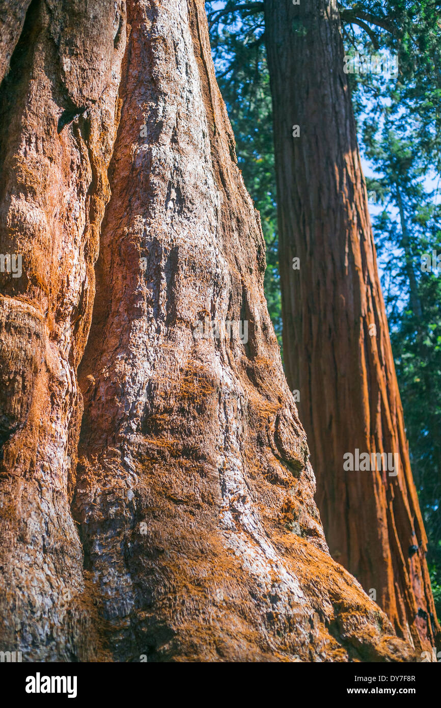 The trunks of two Giant Sequoia trees. Stock Photo