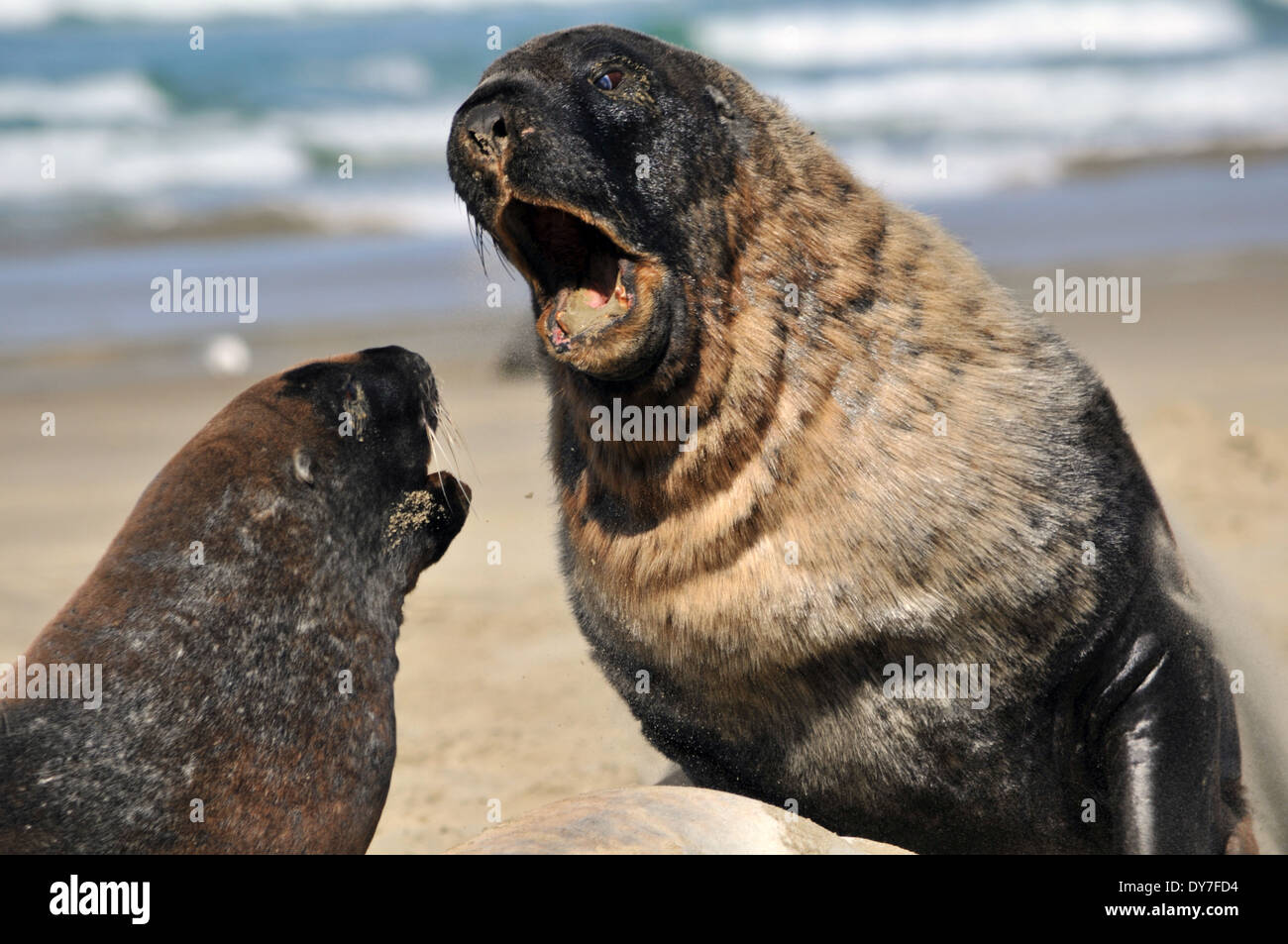 Endemic Hooker's sea lions, Phocarctos hookeri, one of the world's rarest species of sea lions, Catlins coast, New Zealand Stock Photo