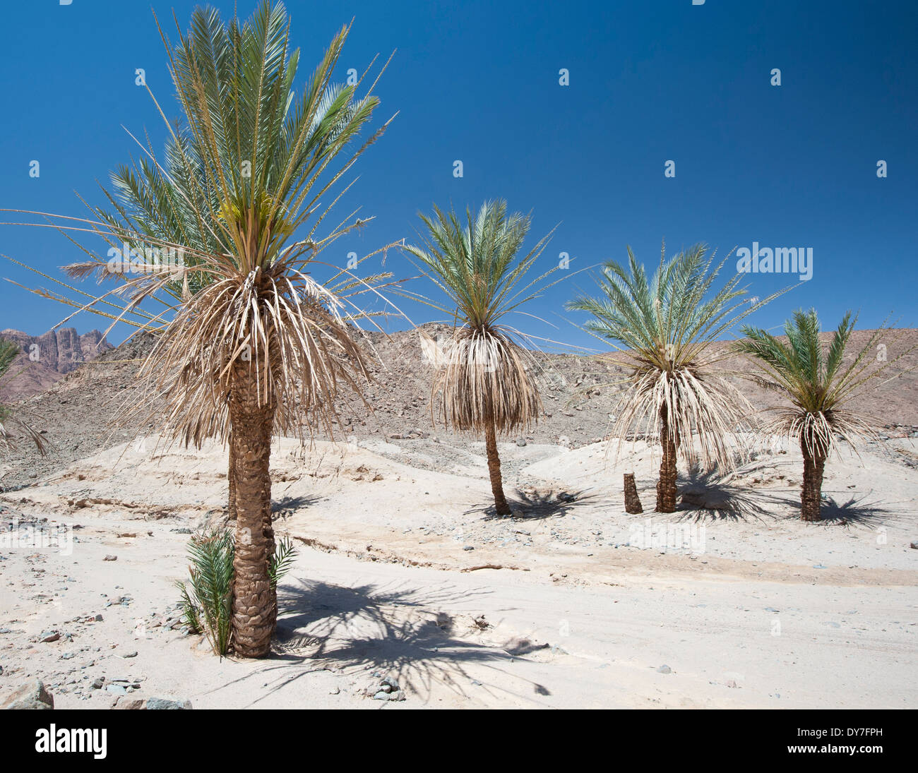 Date palm trees growing in an isolated small oasis at arid dry rocky