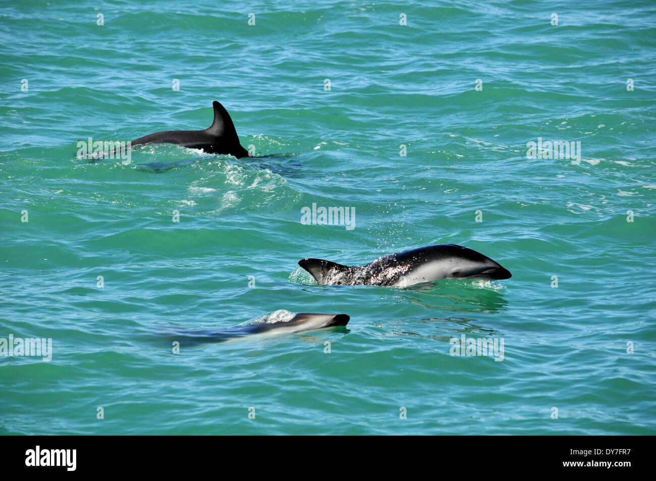 Pod of dusky dolphins, Lagenorhynchus obscurus, Kaikoura, South Island, New Zealand Stock Photo