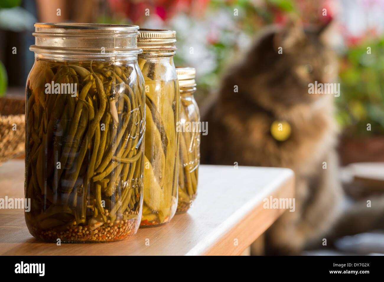Jars of pickled green beans, also known as dilly beans, with a cat in