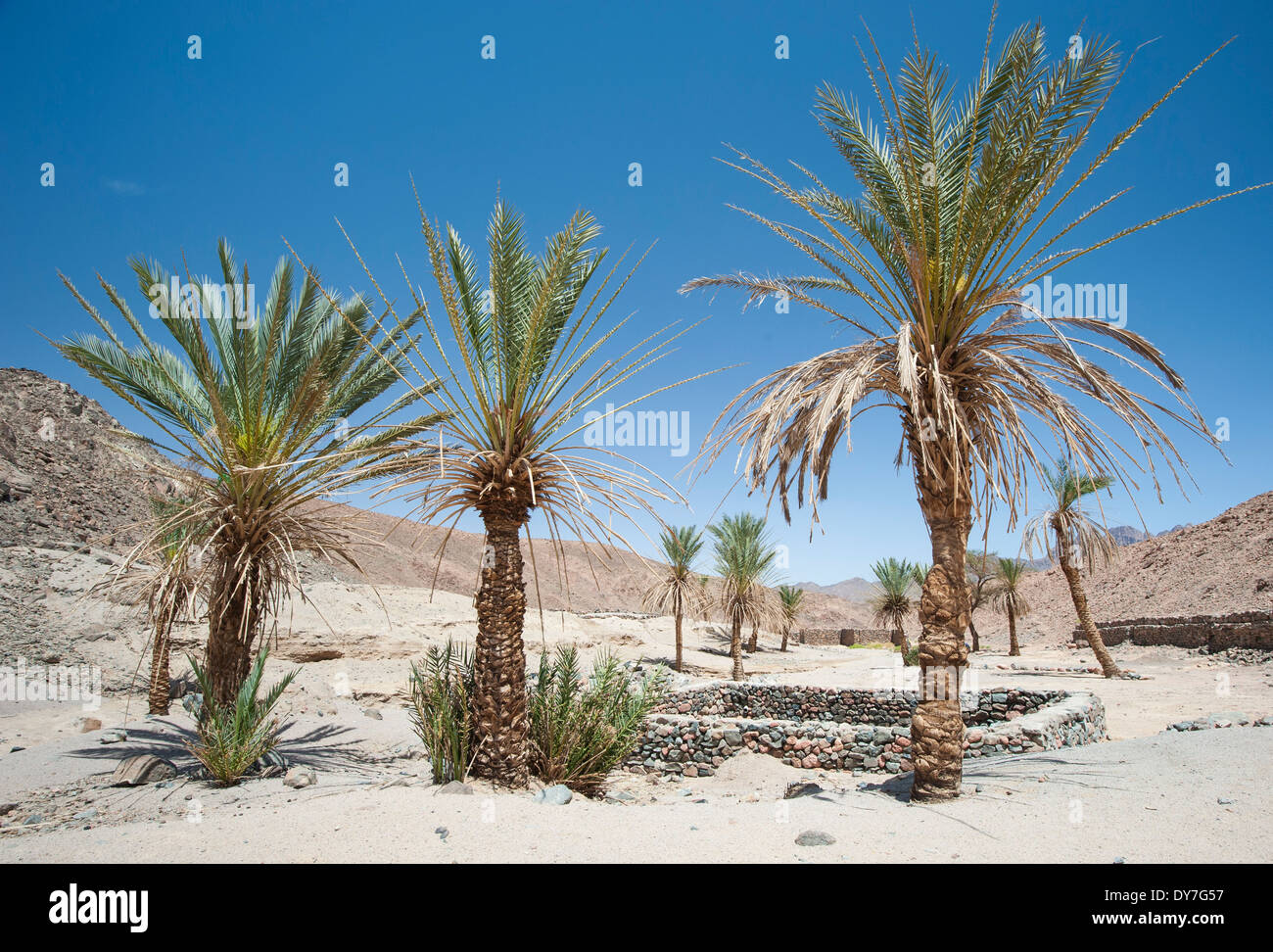 Date palm trees growing in an isolated small oasis at arid dry rocky