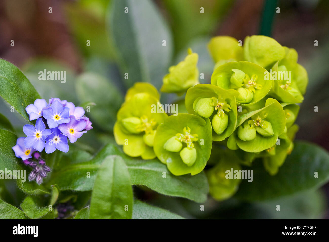 Euphorbia and Myosotis growing together in the garden. Stock Photo