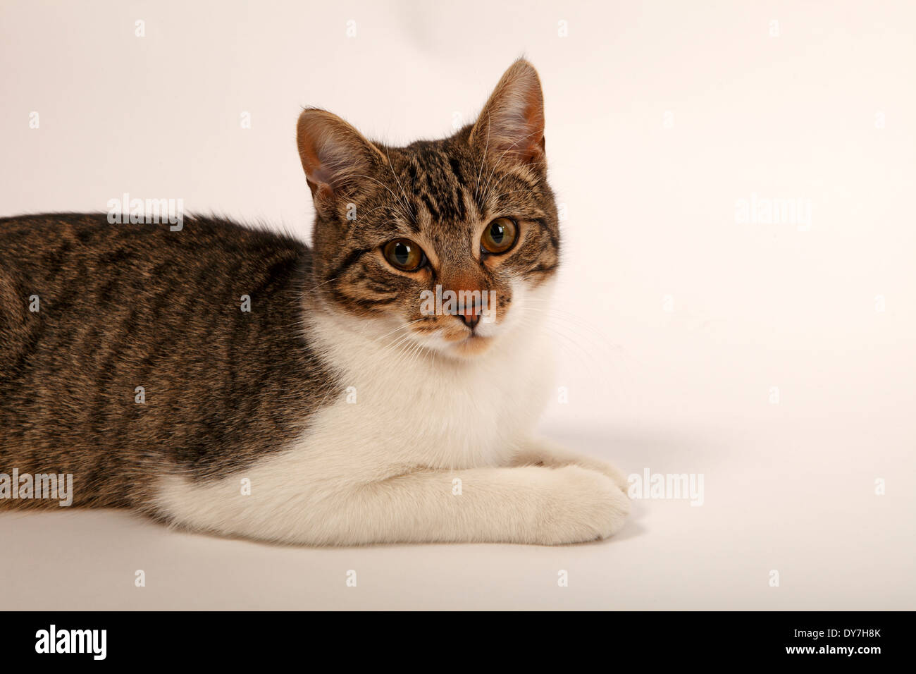 Tabby and White moggy Stock Photo