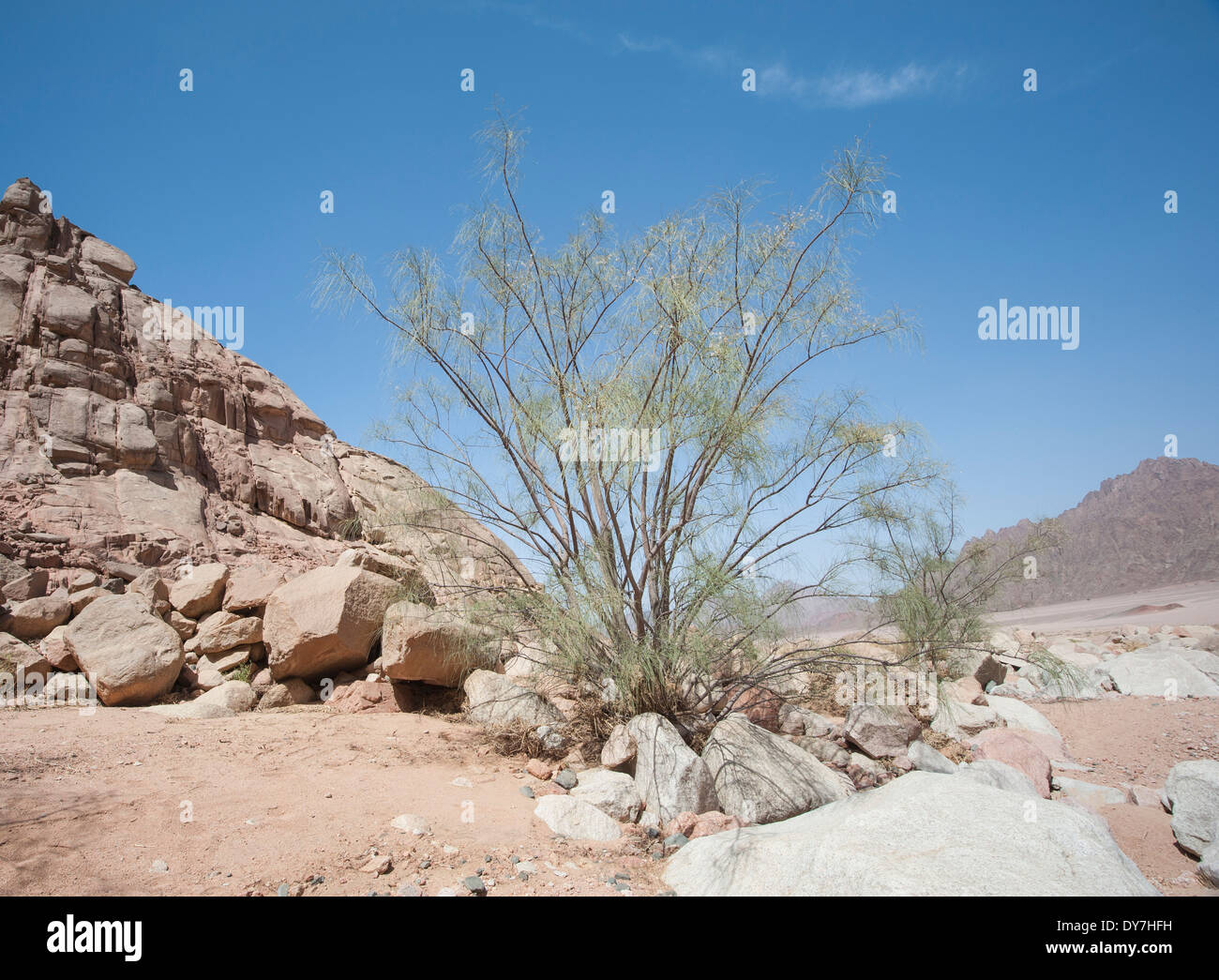 Desert ironwood tree olneya tesota growing between rocks on a rocky