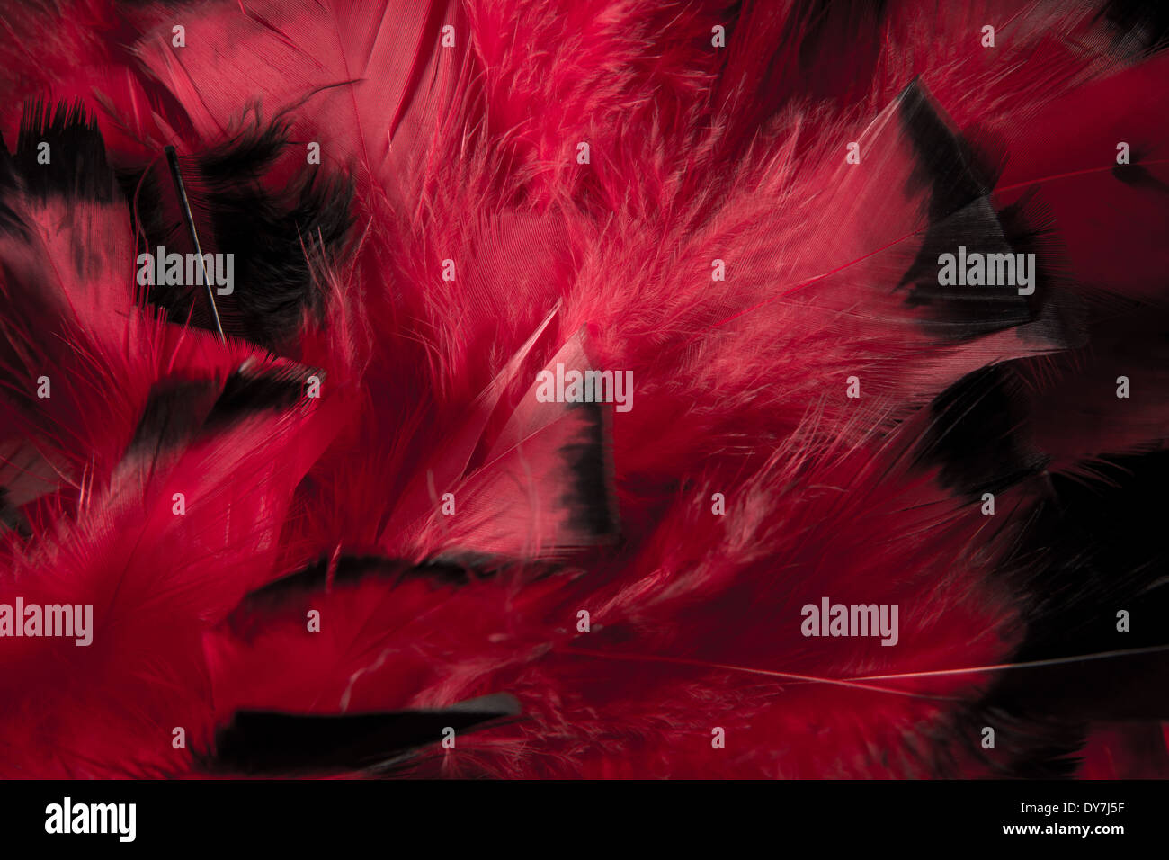 Abstract background of red and black feathers Stock Photo - Alamy