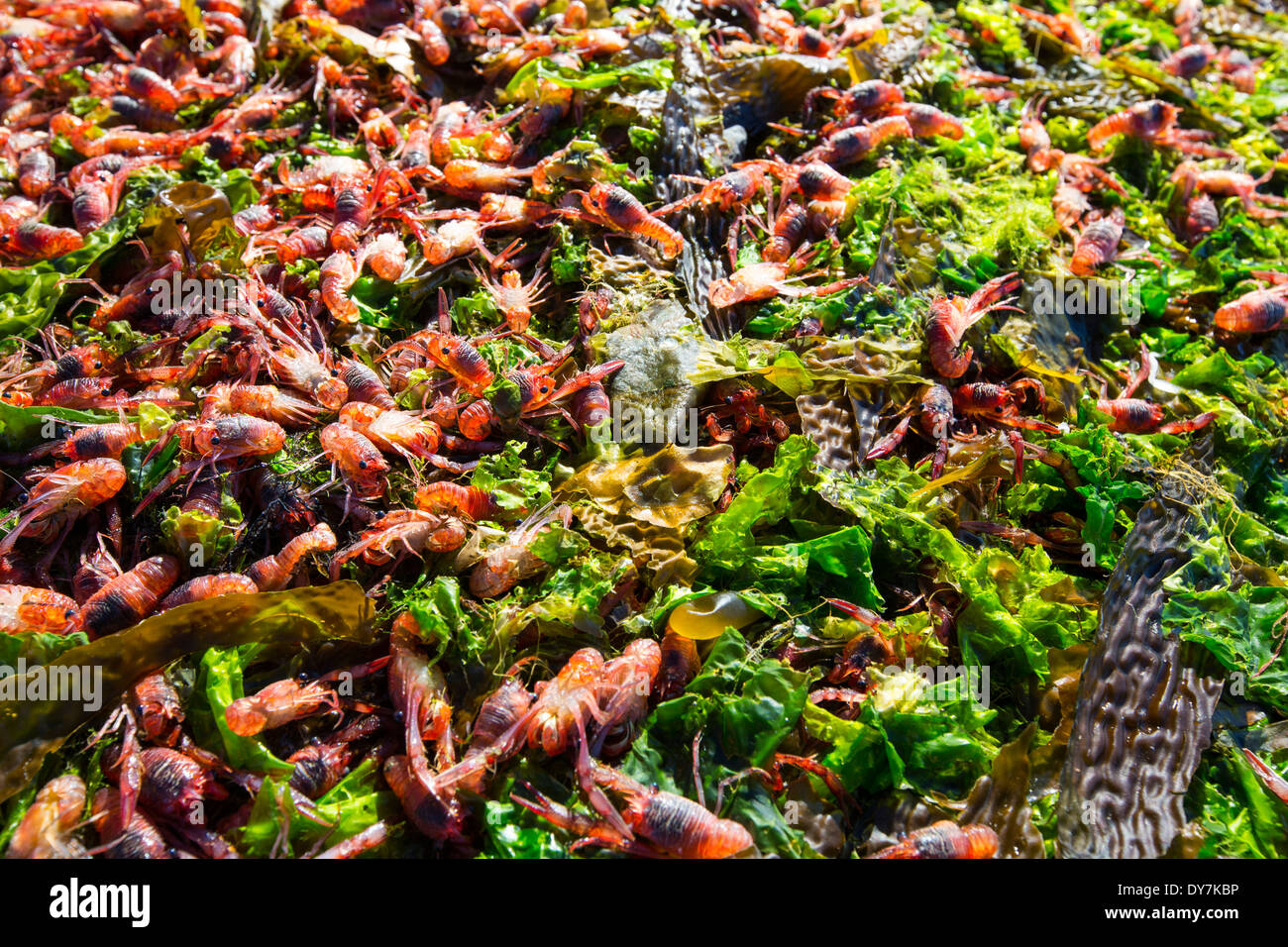Subantarctic Squat Lobsters washed up on a beach in Ushuaia in Argentina. Stock Photo