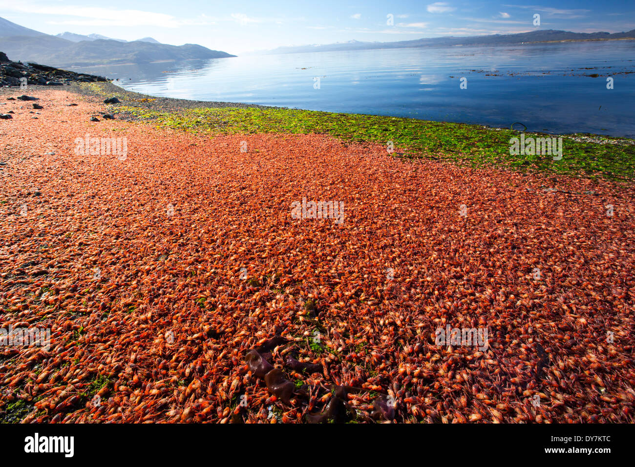 Subantarctic Squat Lobsters washed up on a beach in Ushuaia in Argentina. Stock Photo