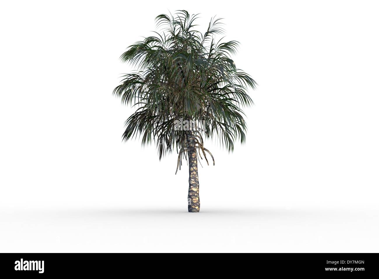Tropical palm tree with green foilage Stock Photo