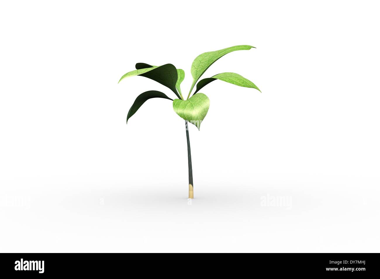 Little green seedling with leaves growing Stock Photo