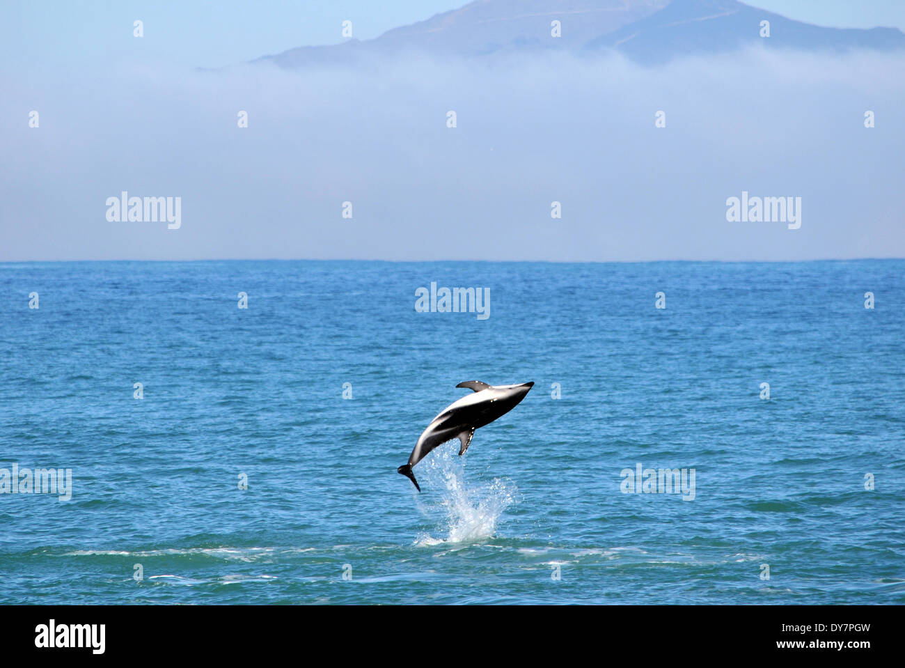 Dusky dolphin, Lagenorhynchus obscurus, jumping, Kaikoura, South Island, New Zealand Stock Photo