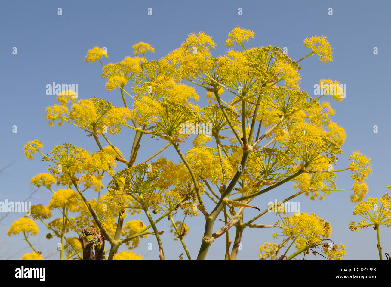 Bright yellow flowers of Wild Fennel against a blue sky North Northern