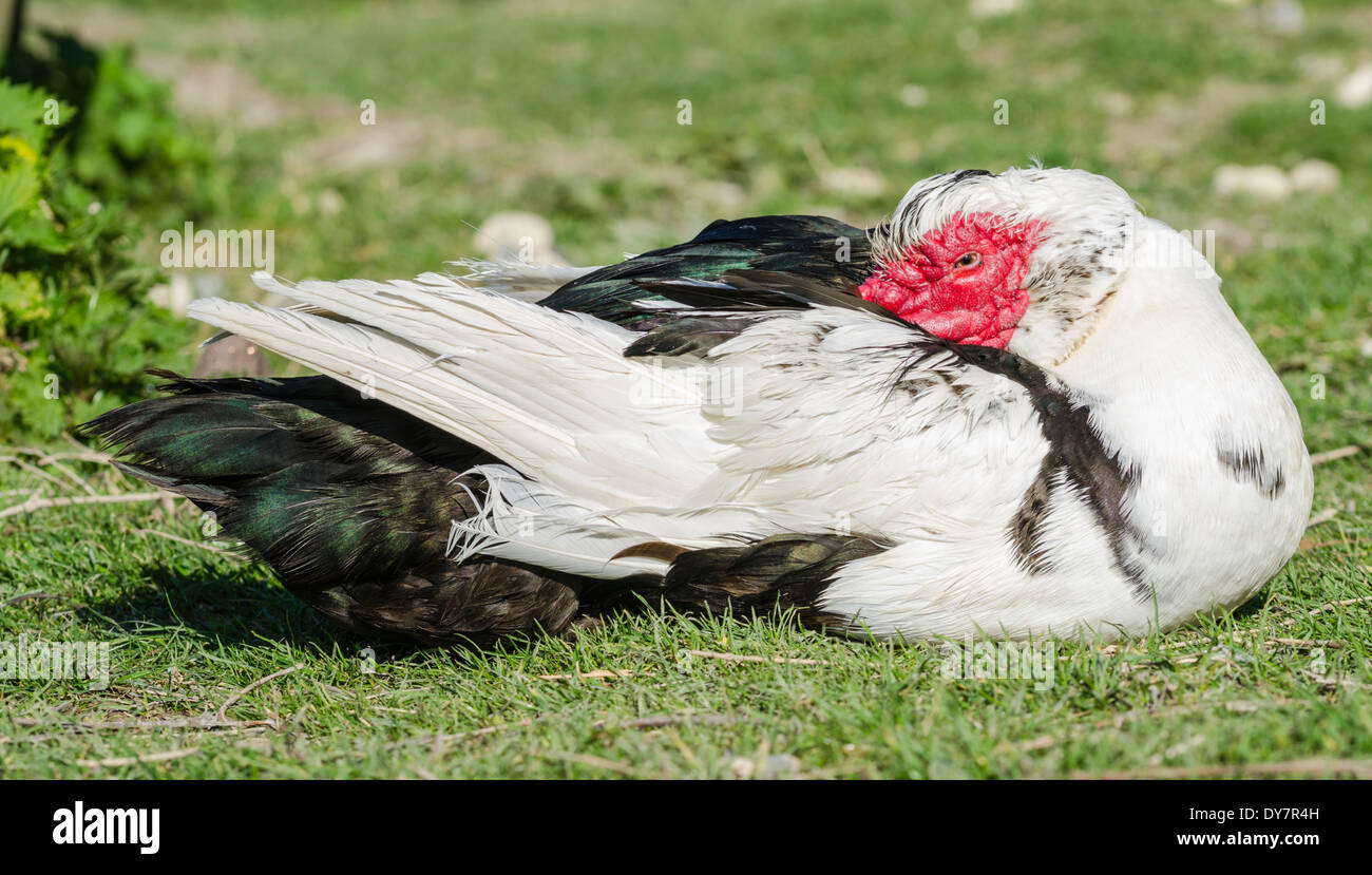 White and black domesticated Muscovy Duck laying down outside on grass. Stock Photo