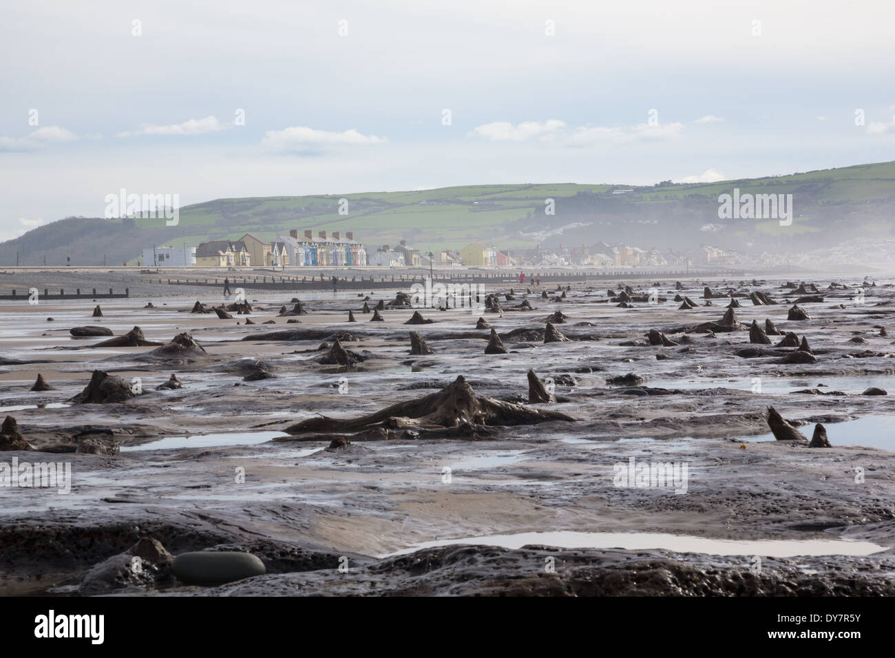 Sunken ancient Bronze Age forest at Borth beach, mid Wales, with the brightly painted village houses seen in the background Stock Photo