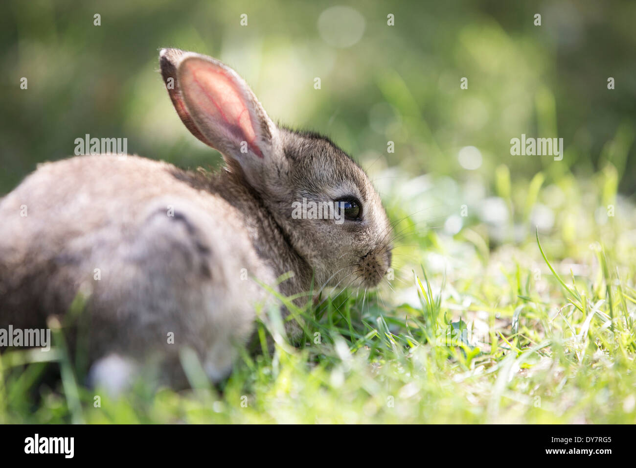 Young rabbit on green grass in the sunshine Stock Photo