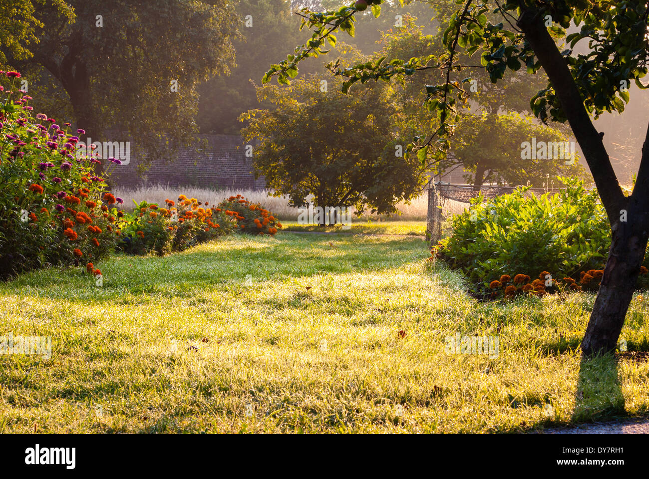 Early morning sunlight streaming through a garden Stock Photo