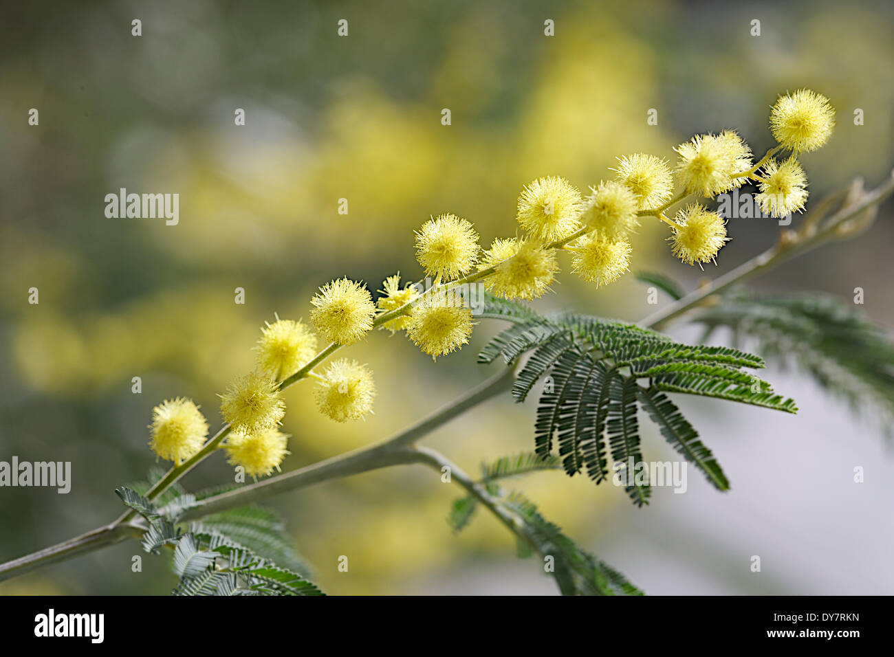 Mimosa Stock Photo