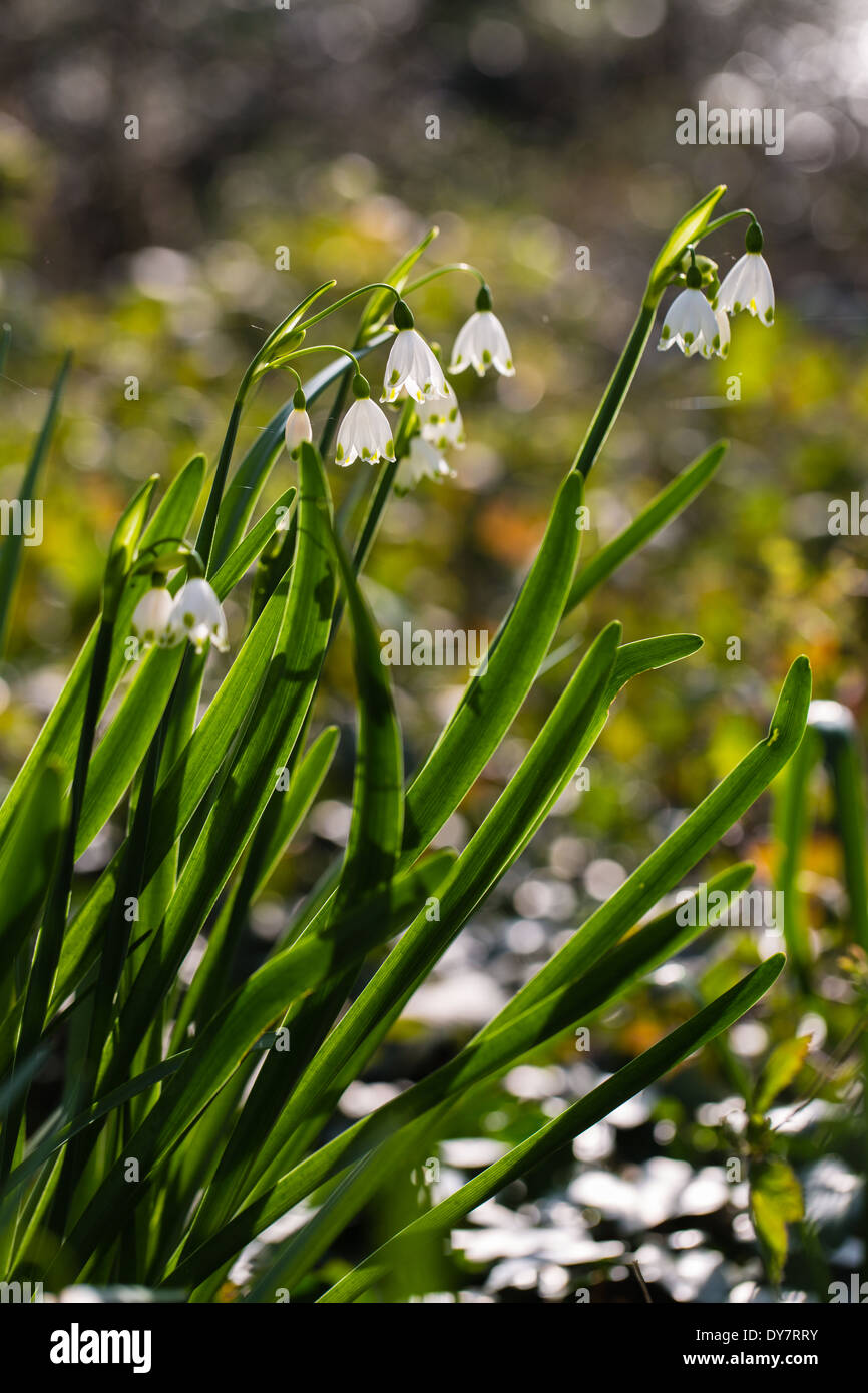 Summer Snowflake growing in woodland Stock Photo - Alamy